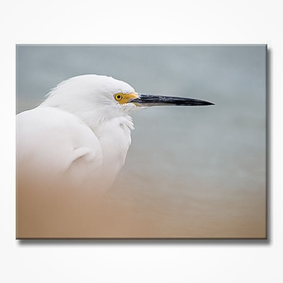 Curator5-2-web.jpg